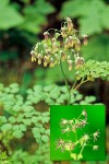 Western Meadow Rue