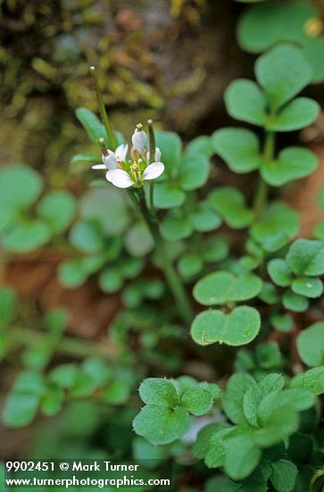 Cardamine oligosperma