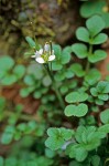 Little Western Bitter Cress