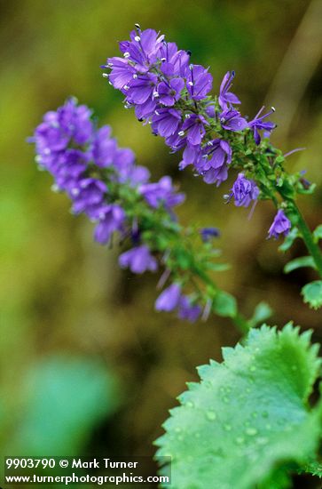 Synthyris missurica ssp. stellata (S. stellata)