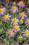 Cushion Fleabane