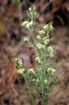 Shrubby Bedstraw