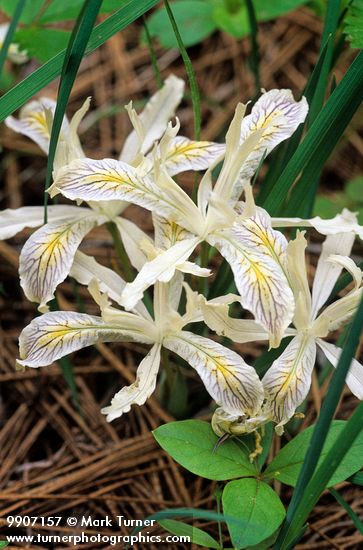 Iris chrysophylla