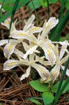 Yellow-leaved Iris, small clump