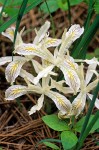 Iris chrysophylla