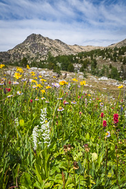 White Bog Orchids, Hairy Arnica, Giant Red Paintbrush, & Glacier Fleabane in a subalpine meadow