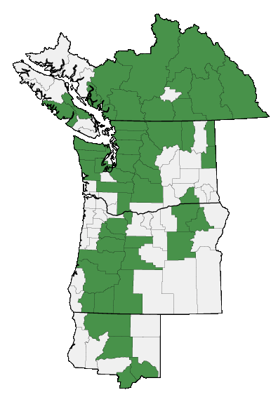 Map of where Brewerimitella breweri is found
