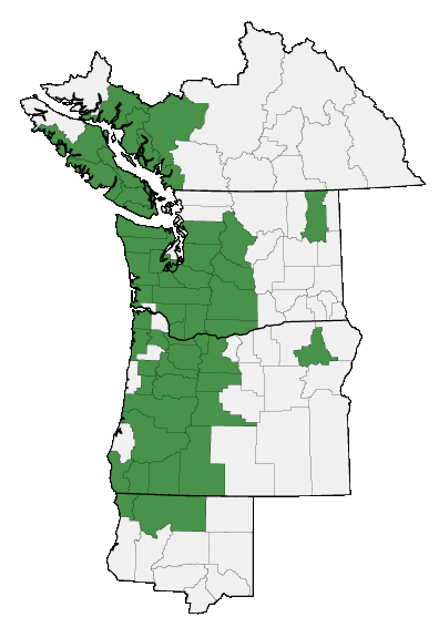 Map of where Nothochelone nemorosa is found
