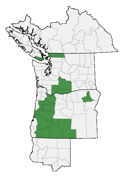 Map of where Orthocarpus bracteosus is found
