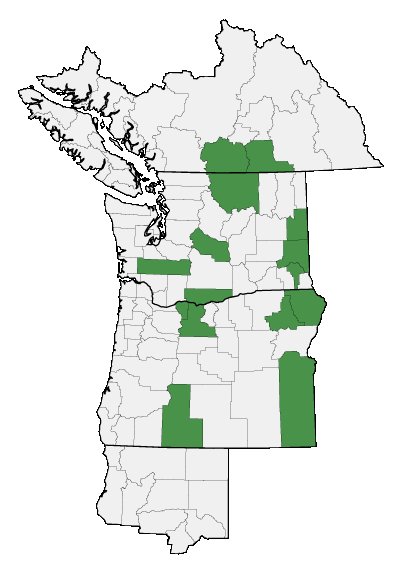 Map of where Pyrrocoma carthamoides is found