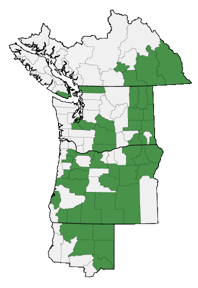 Map of where Poteridium annuum is found