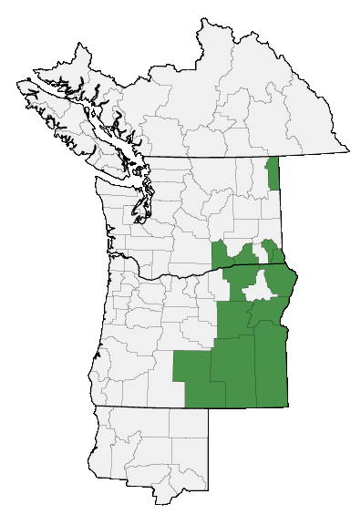 Map of where Senecio crassulus is found