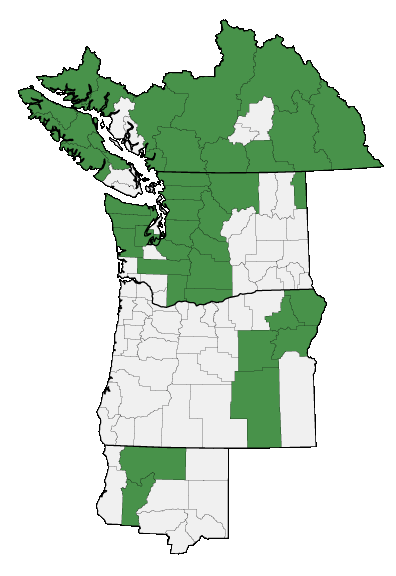 Map of where Solidago multiradiata is found