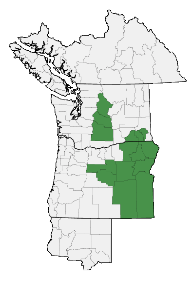 Map of where Stenotus lanuginosus var. lanuginosus is found