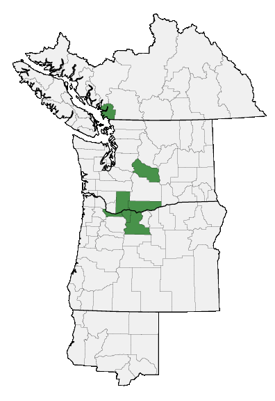 Map of where Veronica missurica ssp. stellata is found