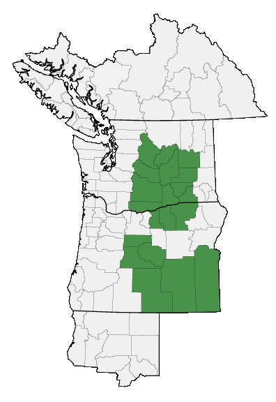 Map of where Townsendia florifera is found