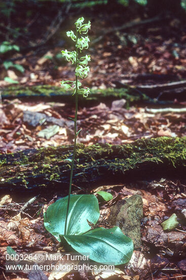 Platanthera orbiculata