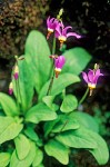 Primula pauciflora