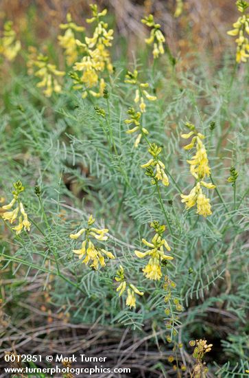 Astragalus filipes