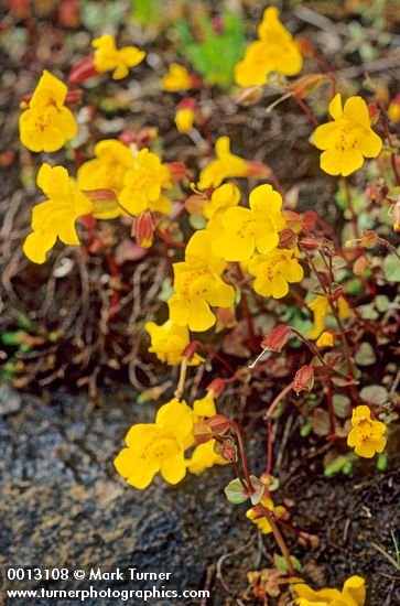 Erythranthe guttata