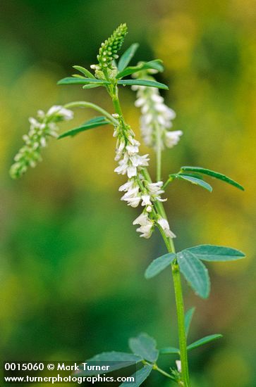 White Sweet Clover blossoms & foliage detail