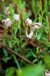 Vaccinium oxycoccos