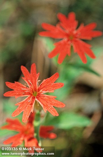 Silene laciniata ssp. californica