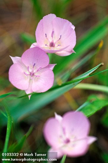Calochortus uniflorus