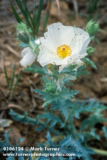 Argemone munita