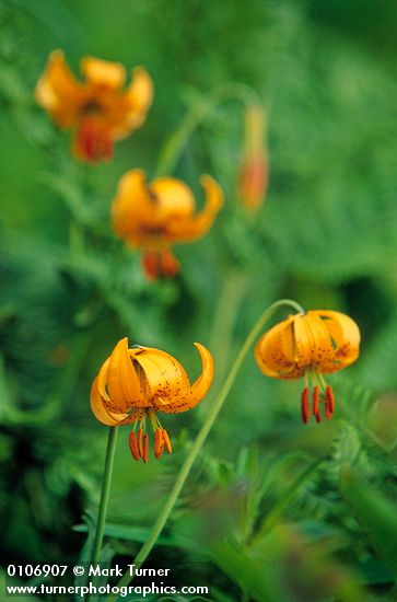 Lilium columbianum | Columbia Lily | Wildflowers of the Pacific Northwest