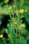 Drymocallis glandulosa