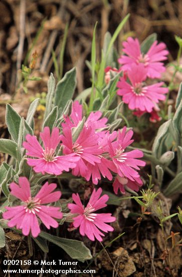 Silene hookeri