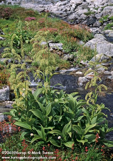 Veratrum viride