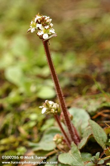 Micranthes integrifolia