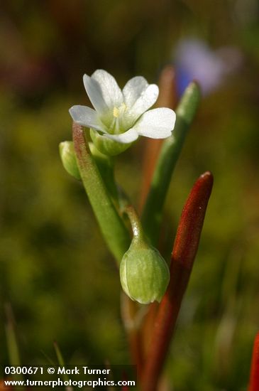 Montia linearis