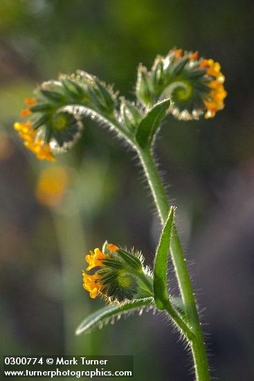 Amsinckia menziesii