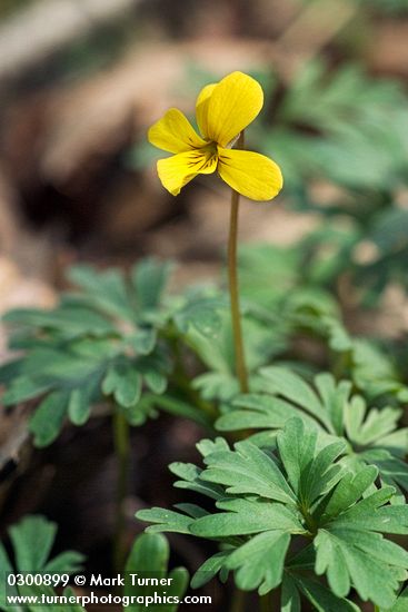 Viola sheltonii