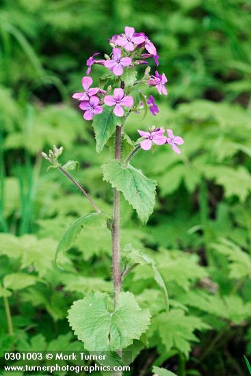 Lunaria annua | Honesty | Wildflowers of the Pacific Northwest