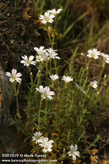 Field Chickweed