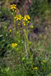 Barbarea orthoceras