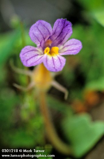 Aphyllon purpureum