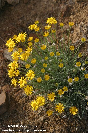 Linear-leaf Daisy
