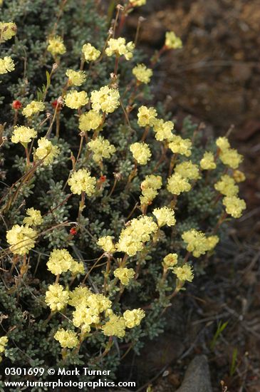 Thyme-leaf Desert Buckwheat
