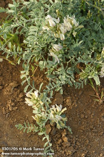 Medick Milkvetch