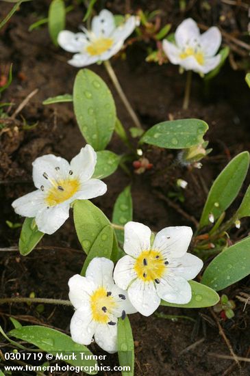 Dwarf Hesperochiron