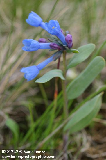 Small Bluebells