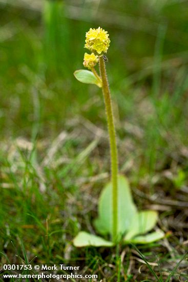 Micranthes apetala