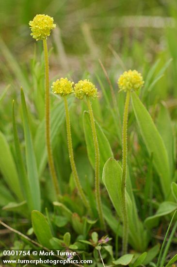 Western Swamp Saxifrage