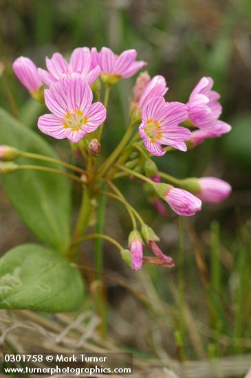 Spring Beauty