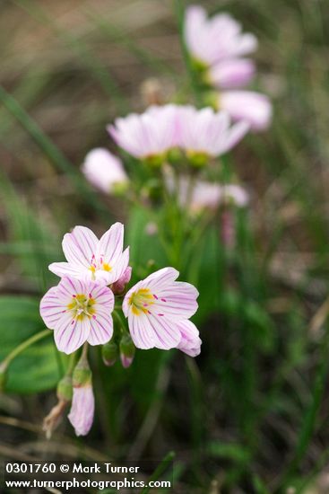 Spring Beauty